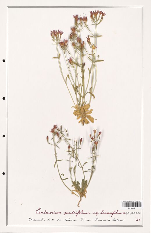 Centaurium quadrifolium  (Gentianaceae)