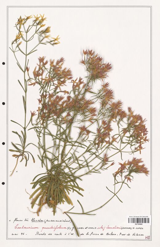 Centaurium quadrifolium  (Gentianaceae)