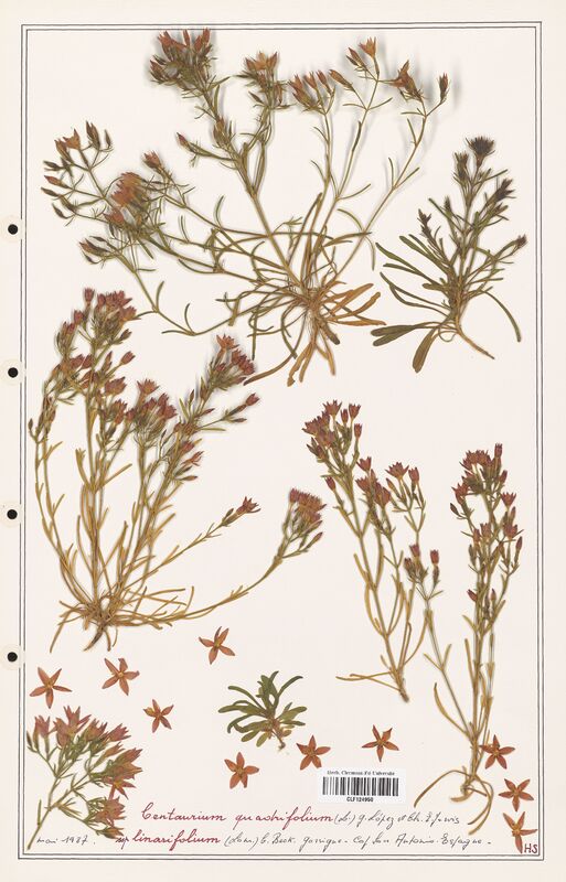 Centaurium quadrifolium  (Gentianaceae)