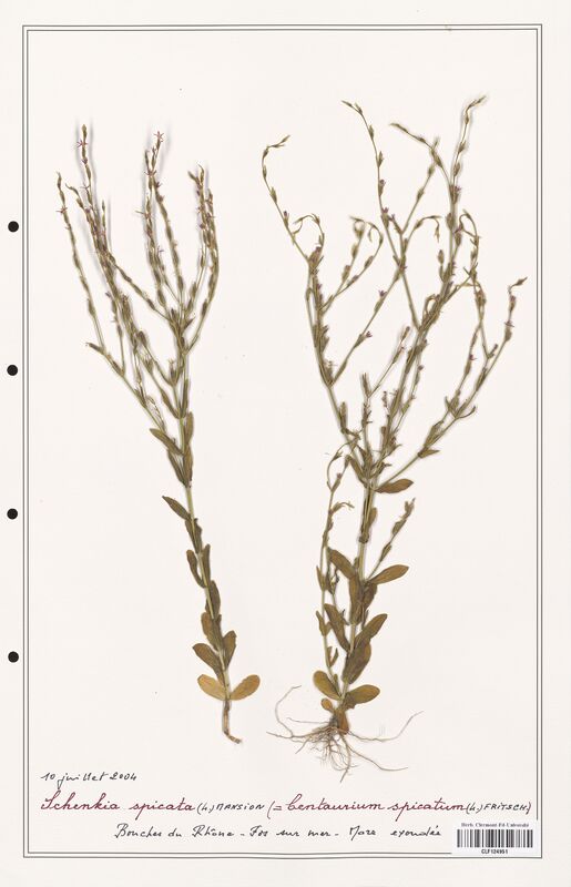 Schenkia spicata  (Gentianaceae)