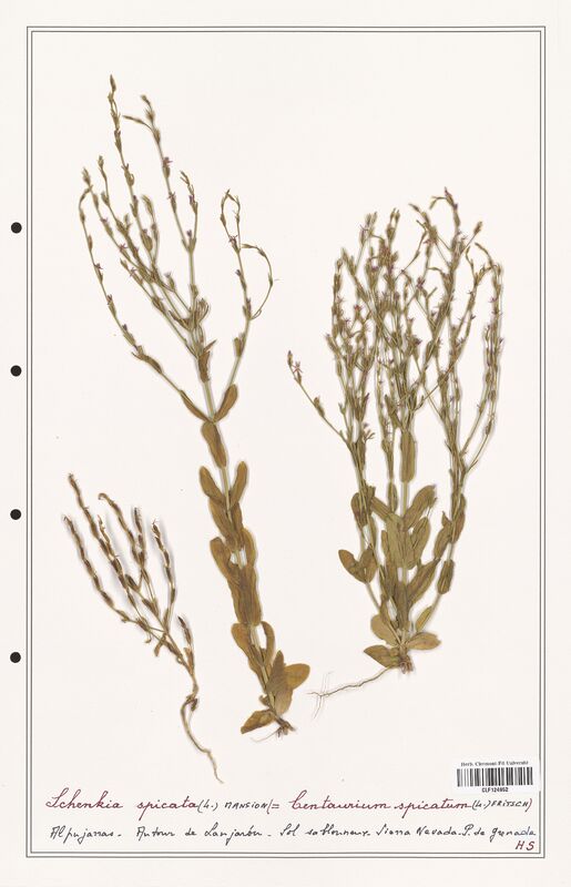 Schenkia spicata  (Gentianaceae)