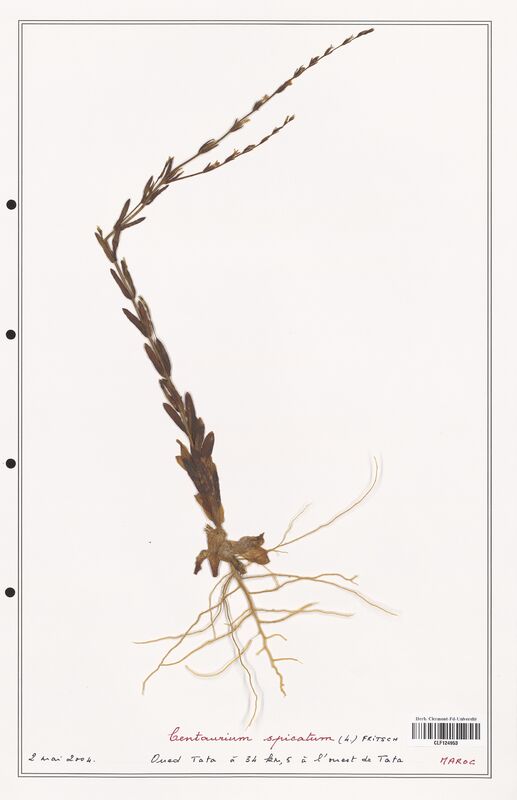 Centaurium spicatum  (Gentianaceae)