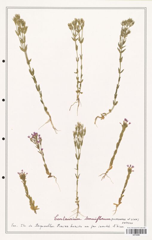 Centaurium tenuiflorum  (Gentianaceae)