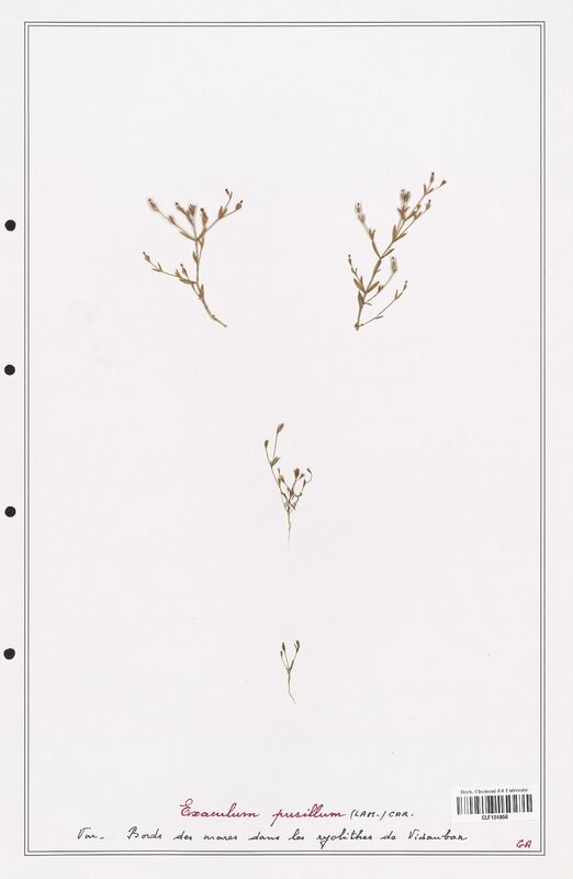 Exaculum pusillum  (Gentianaceae)