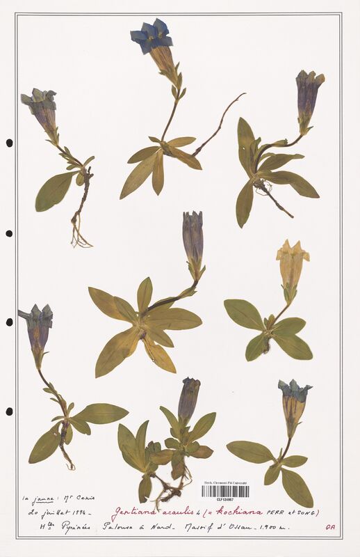 gentiana acaulis  (Gentianaceae)