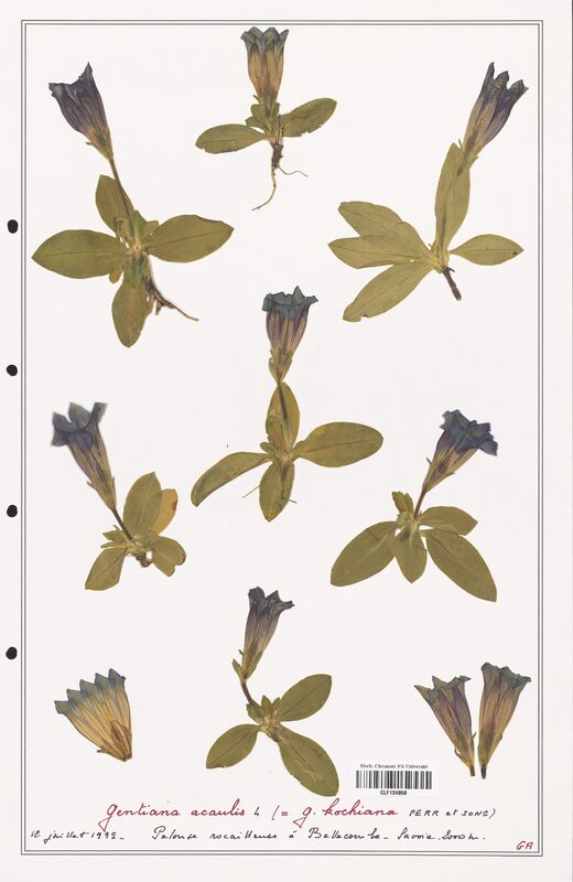 gentiana acaulis  (Gentianaceae)