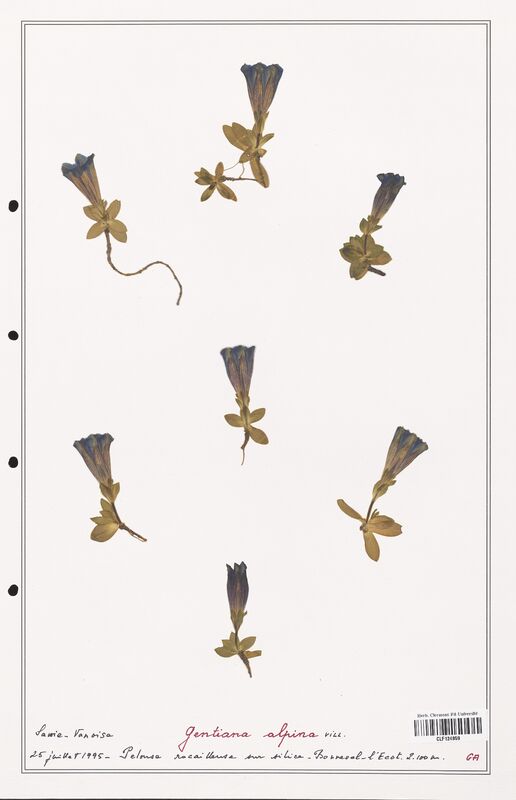 gentiana alpina  (Gentianaceae)