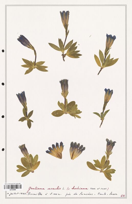 gentiana acaulis  (Gentianaceae)