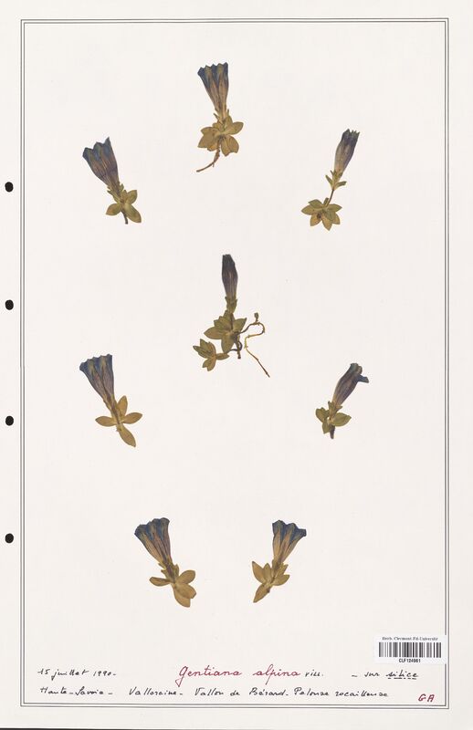 gentiana alpina  (Gentianaceae)