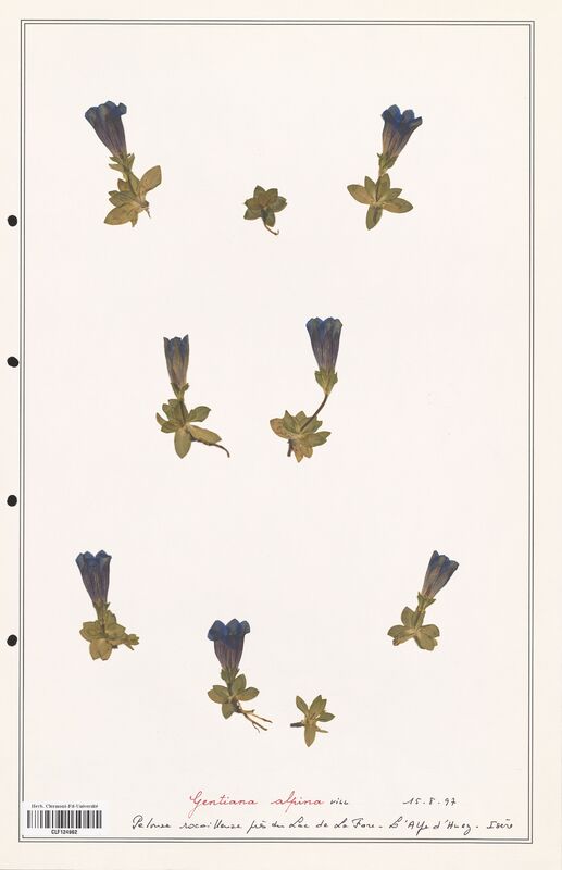 gentiana alpina  (Gentianaceae)