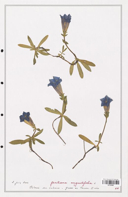 gentiana angustifolia  (Gentianaceae)