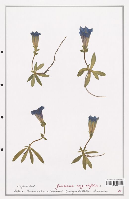 gentiana angustifolia  (Gentianaceae)