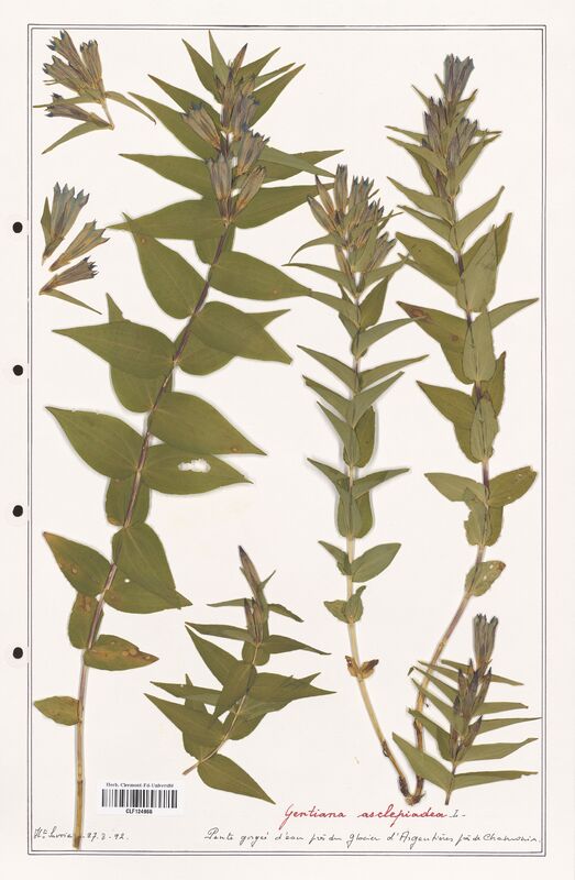 gentiana asclepiadea  (Gentianaceae)