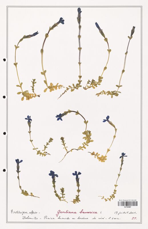 gentiana bavarica  (Gentianaceae)
