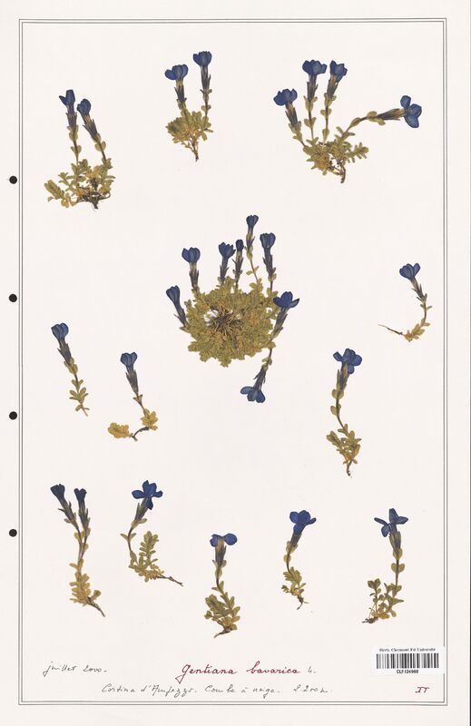 gentiana bavarica  (Gentianaceae)