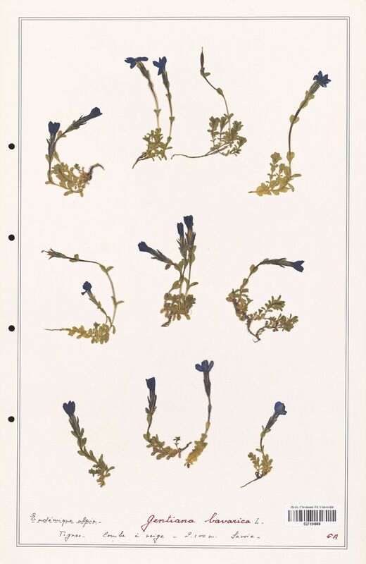 gentiana bavarica  (Gentianaceae)
