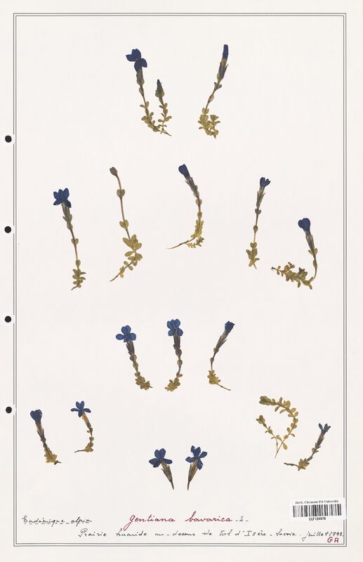 gentiana bavarica  (Gentianaceae)