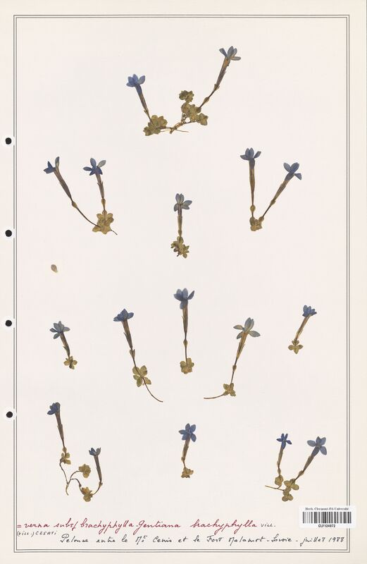 gentiana brachyphylla  (Gentianaceae)