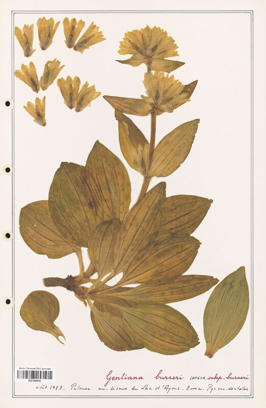 gentiana burseri  (Gentianaceae)