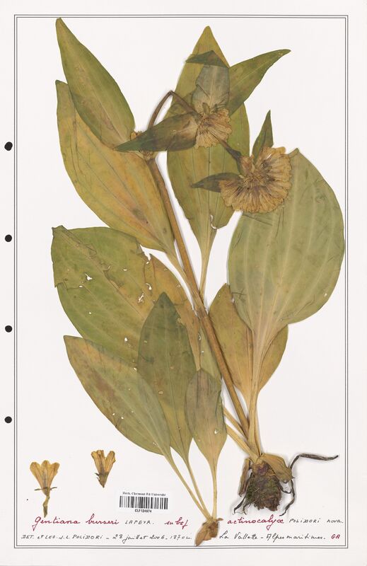 gentiana burseri  (Gentianaceae)