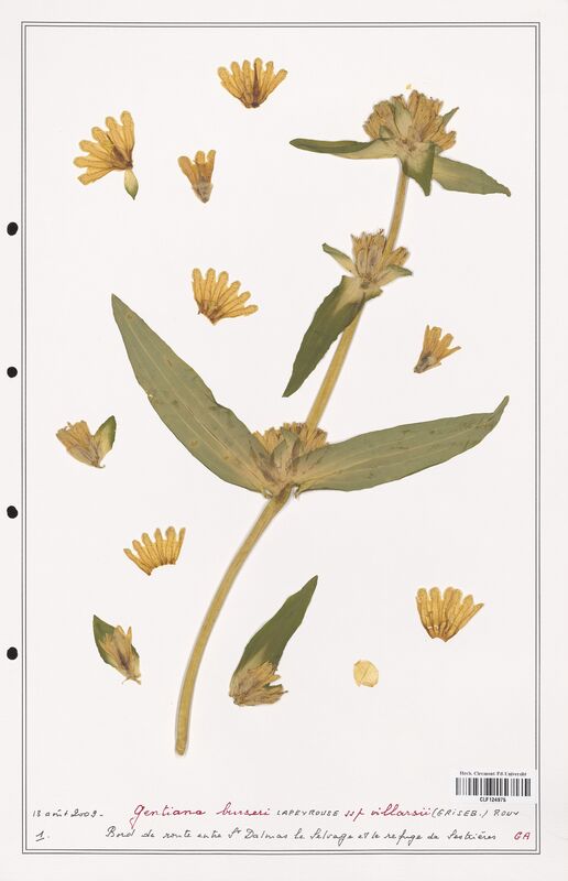 gentiana burseri  (Gentianaceae)