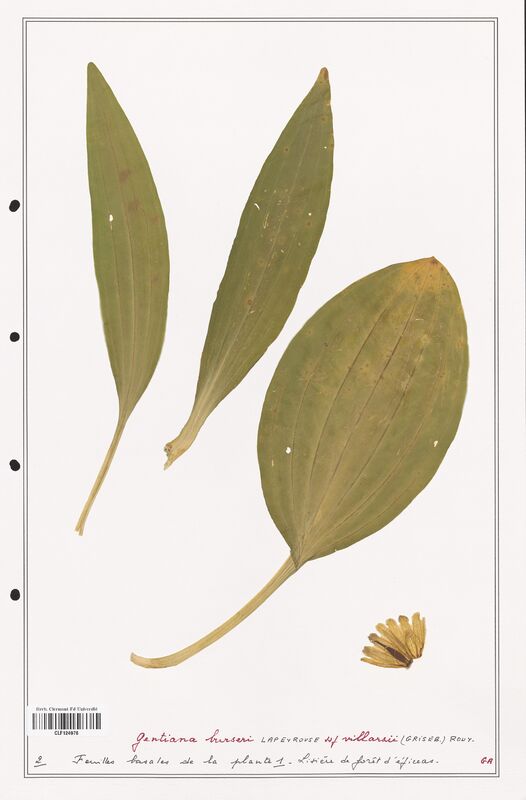 gentiana burseri  (Gentianaceae)