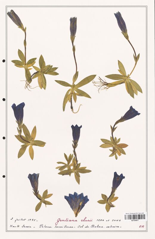 gentiana clusii  (Gentianaceae)