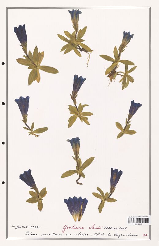 gentiana clusii  (Gentianaceae)