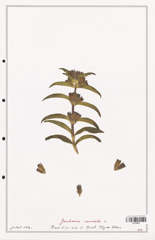 gentiana cruciata  (Gentianaceae)