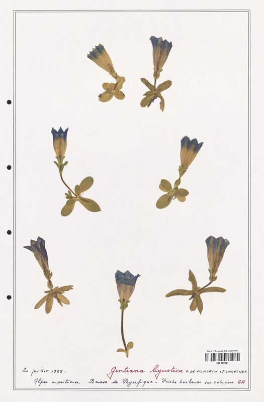 gentiana ligustica  (Gentianaceae)