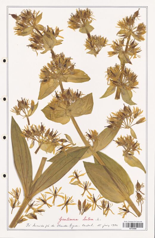 gentiana lutea  (Gentianaceae)