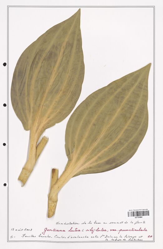 gentiana lutea  (Gentianaceae)