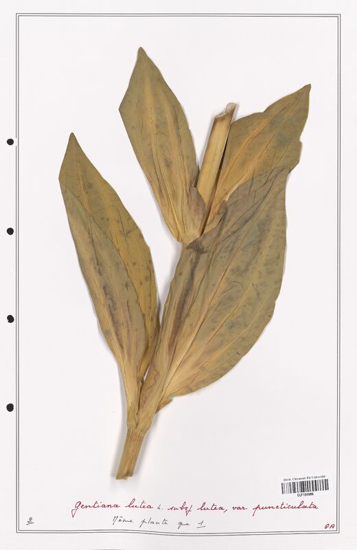 gentiana lutea  (Gentianaceae)