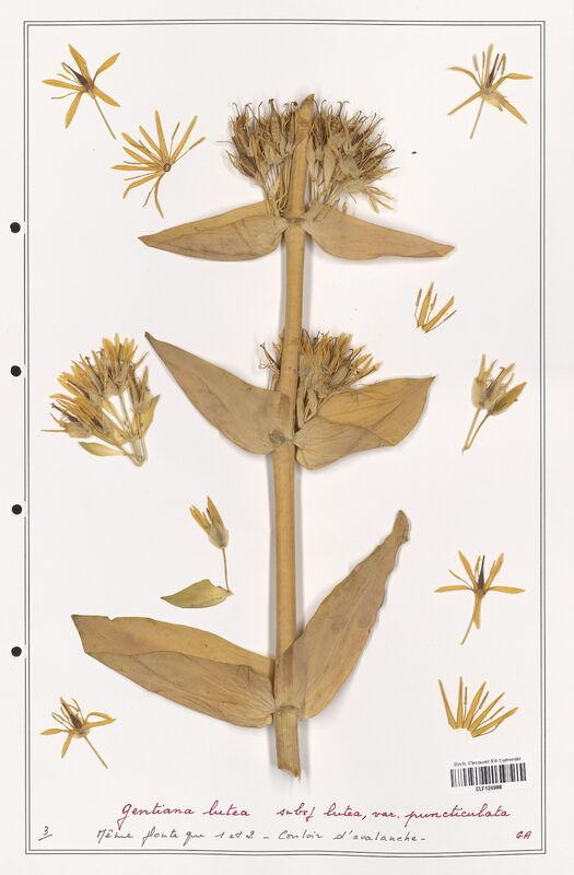 gentiana lutea  (Gentianaceae)