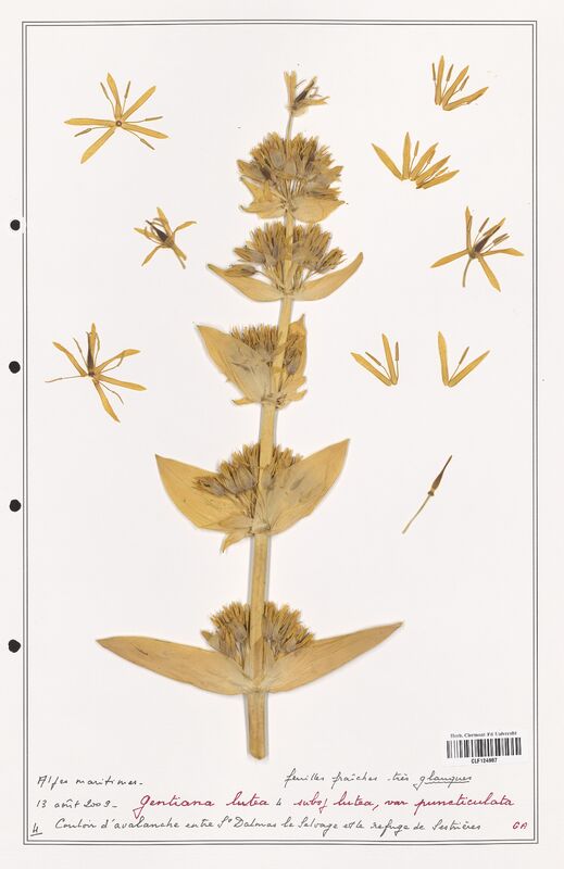 gentiana lutea  (Gentianaceae)