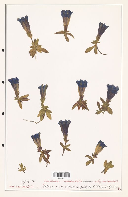 gentiana occidentalis  (Gentianaceae)