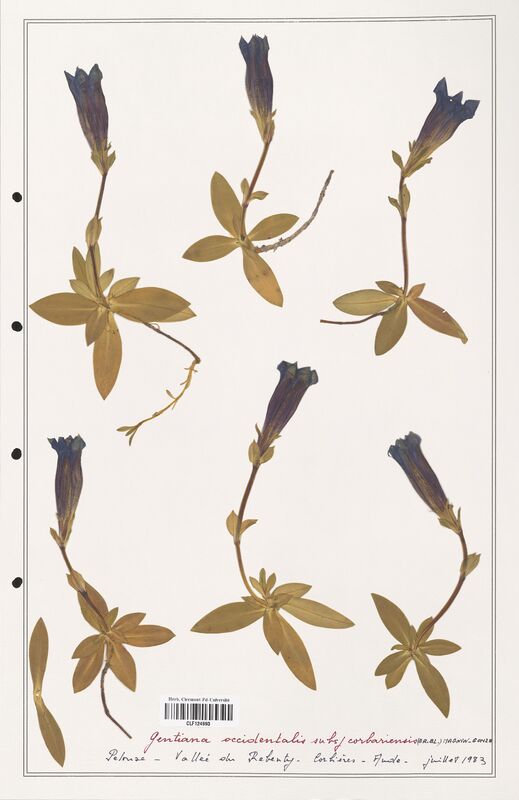 gentiana occidentalis  (Gentianaceae)