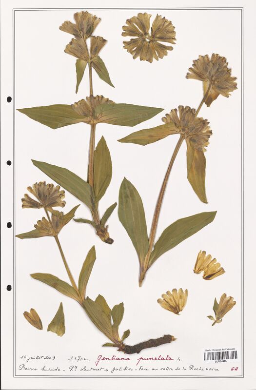 gentiana punctata  (Gentianaceae)