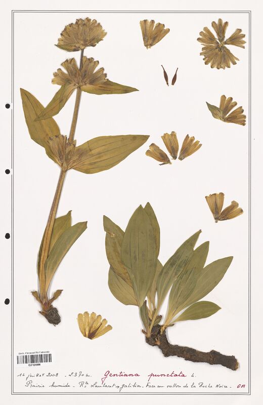 gentiana punctata  (Gentianaceae)