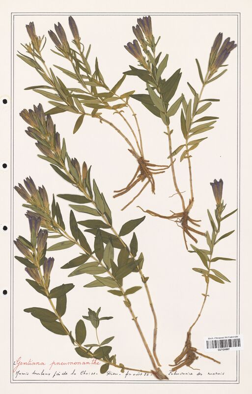 gentiana pneumonanthe  (Gentianaceae)