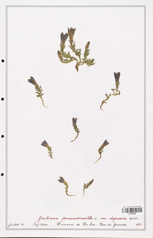 gentiana pneumonanthe  (Gentianaceae)