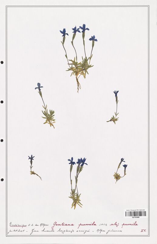 gentiana pumila  (Gentianaceae)