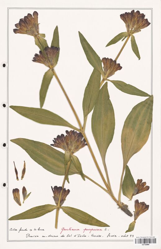 gentiana purpurea  (Gentianaceae)