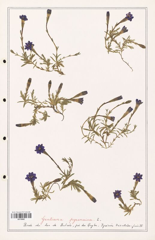 gentiana pyrenaica  (Gentianaceae)