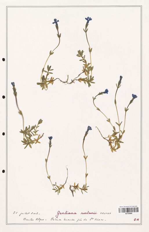 gentiana rostanii  (Gentianaceae)