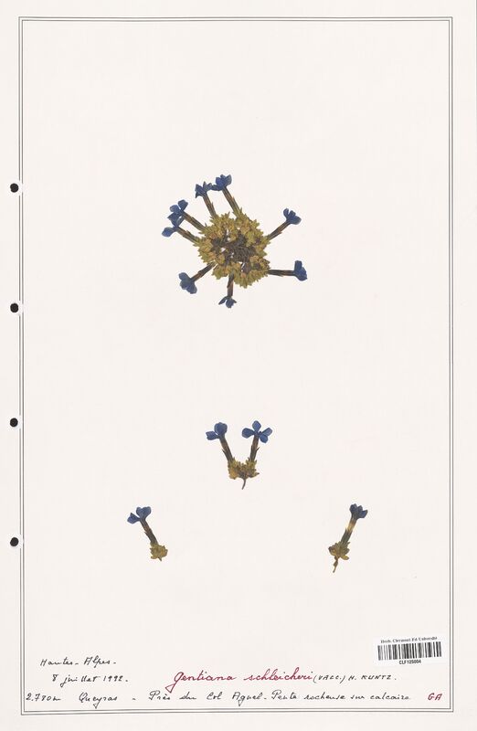 gentiana schleicheri  (Gentianaceae)