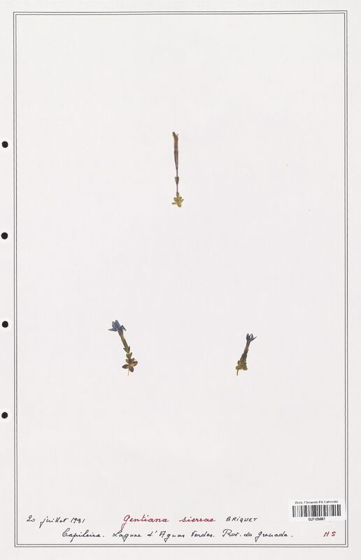 gentiana sierrae  (Gentianaceae)