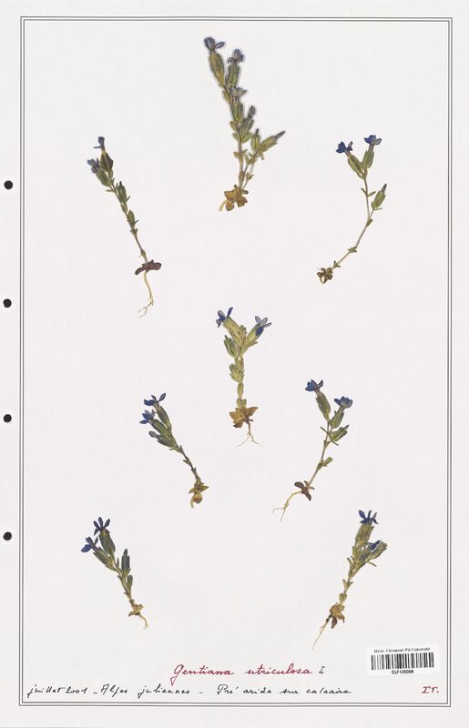 gentiana utriculosa  (Gentianaceae)