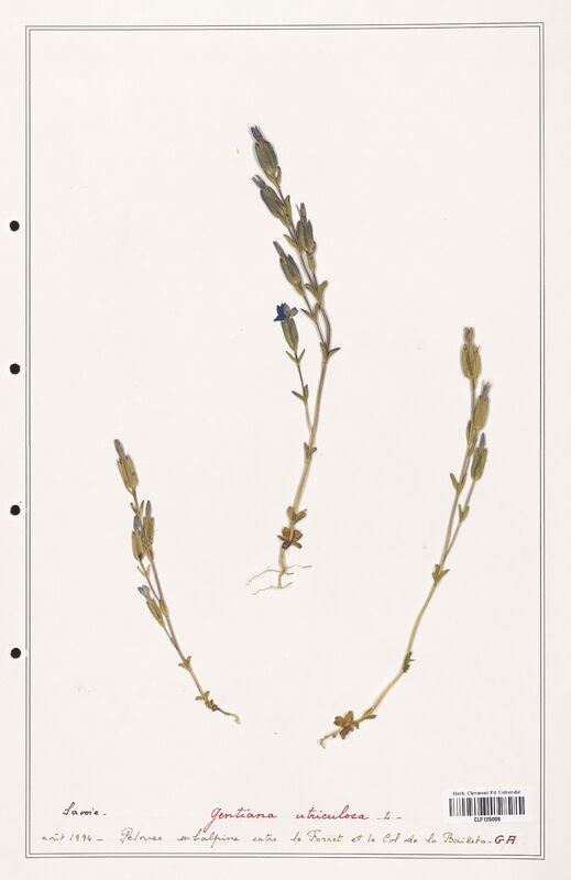 gentiana utriculosa  (Gentianaceae)