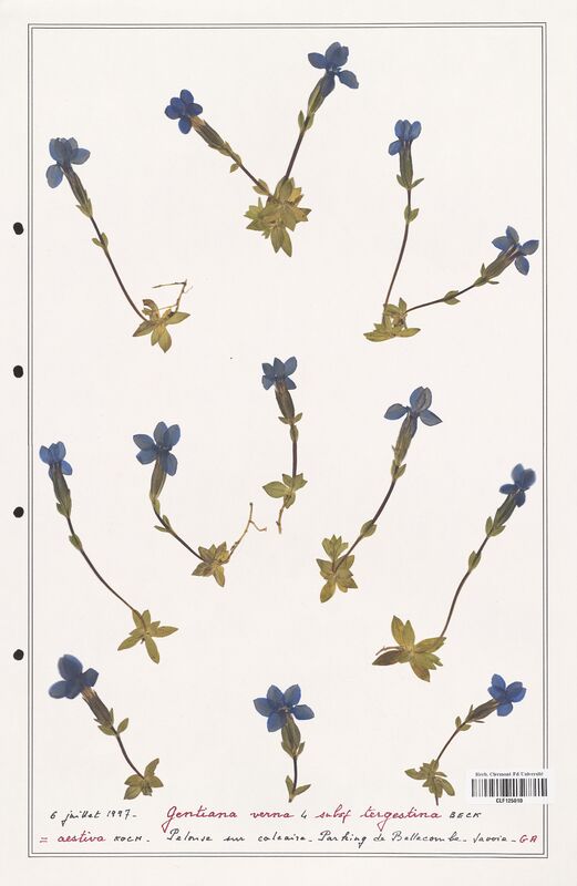 gentiana verna  (Gentianaceae)